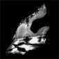 cathodoluminescence's picture
