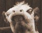 CrematedSpatula's picture