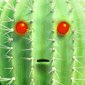 That1Cactus's picture