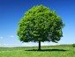 LindenTree's picture