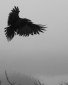 Salem Hollows's picture