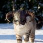 Boralte's picture