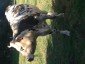 McBreton's picture