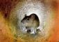 tunnelrat's picture