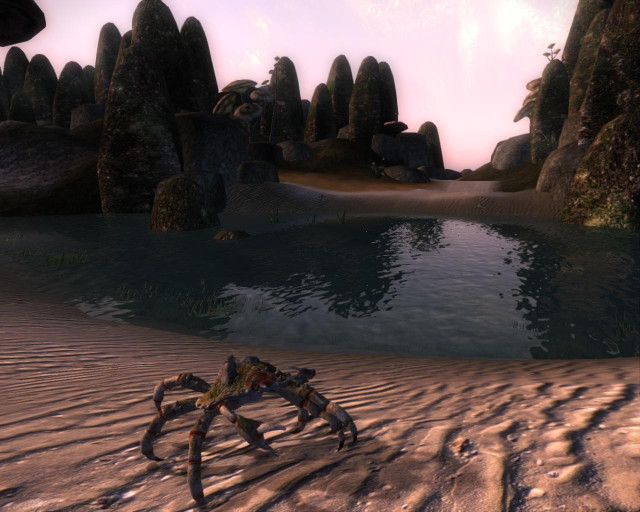 Mud Crab