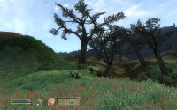 The Grazelands