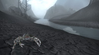 Mud Crab Chasing Me